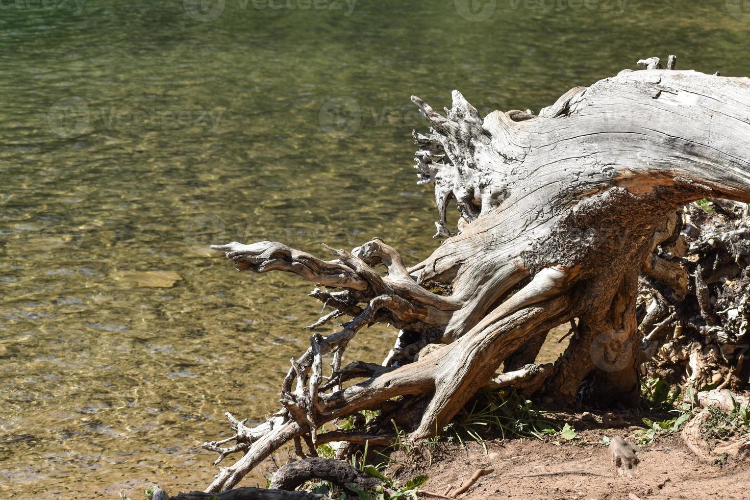 Fallen Tree Next To A Mountain Lake In Montana photo