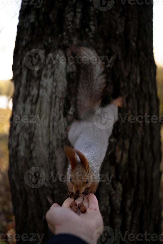 A mischievous squirrel on a tree photo