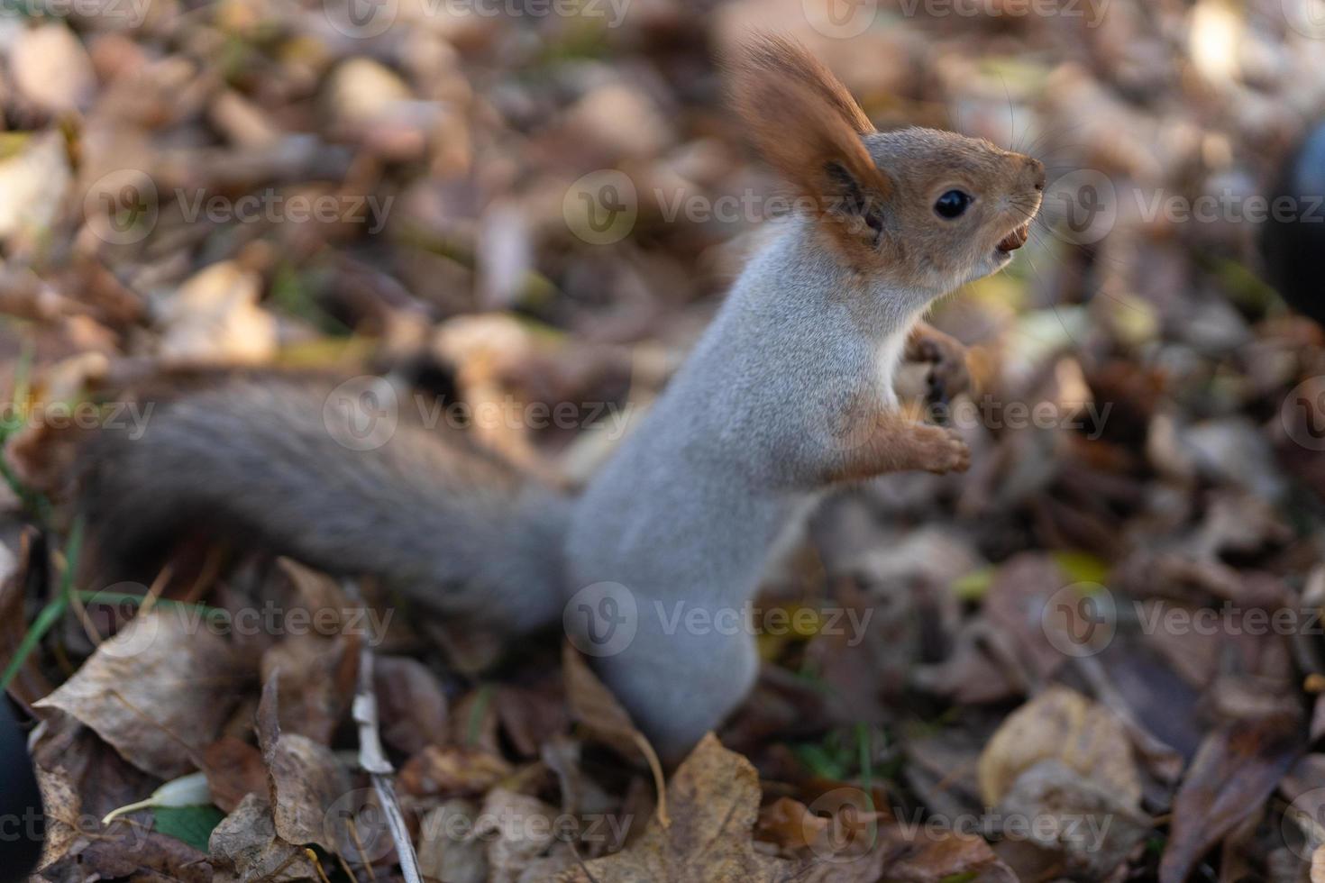 A mischievous squirrel on the ground covered with autumn leaves photo