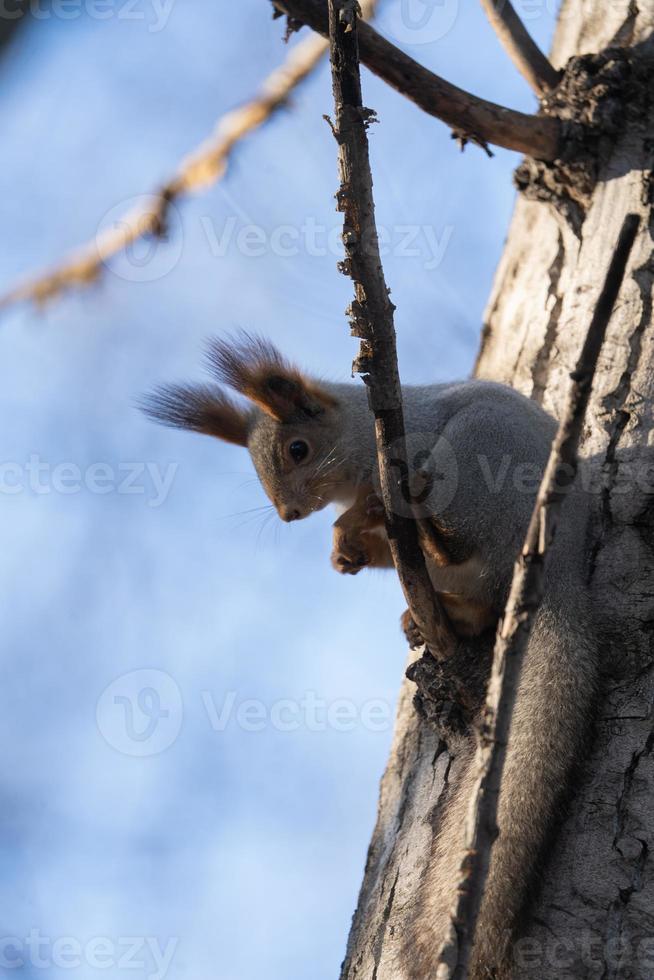 una ardilla traviesa comiendo nueces en una rama foto