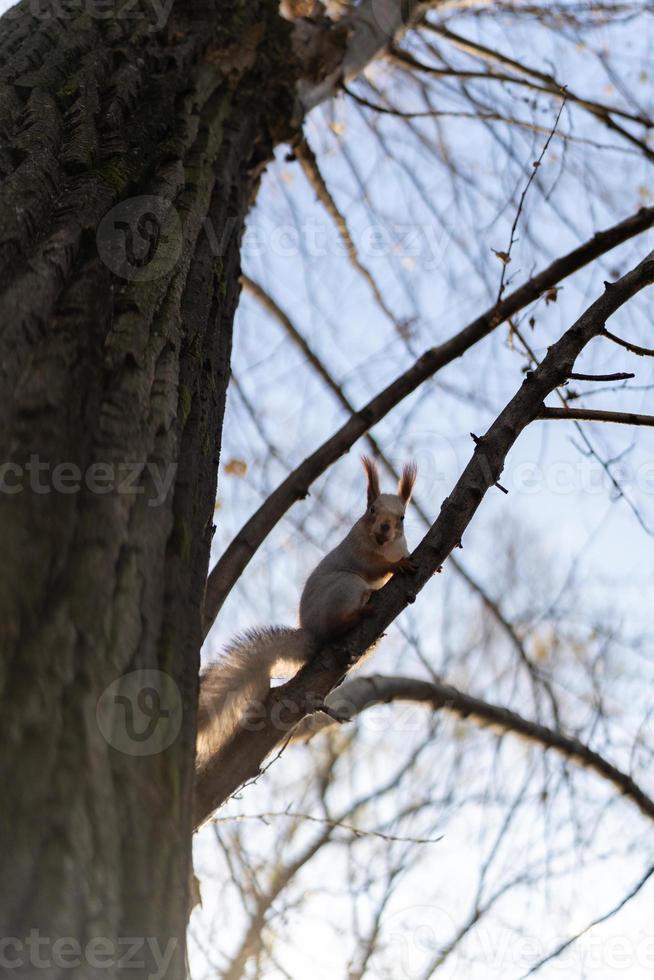 A mischievous squirrel on a tree photo