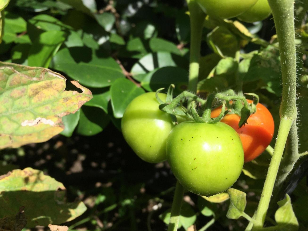 Tomato plants growing in the yard of the house. Bunch of fresh natural
