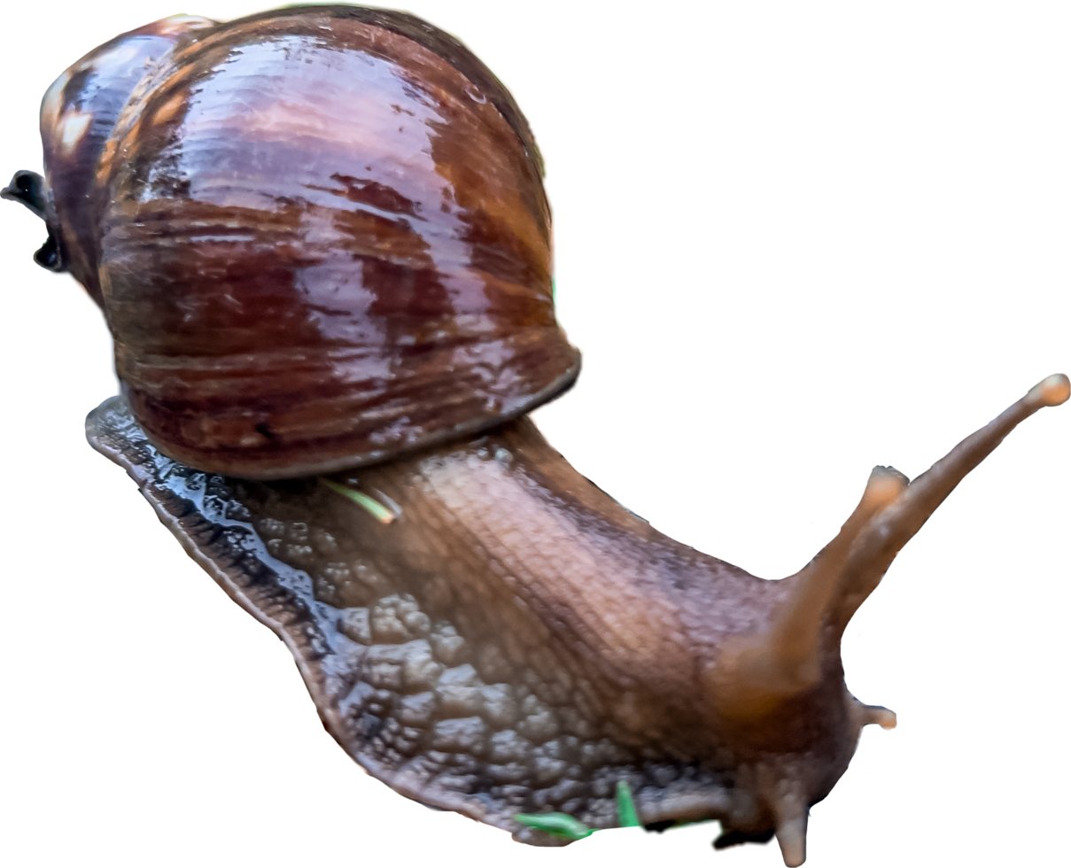 Snail on the floor. png