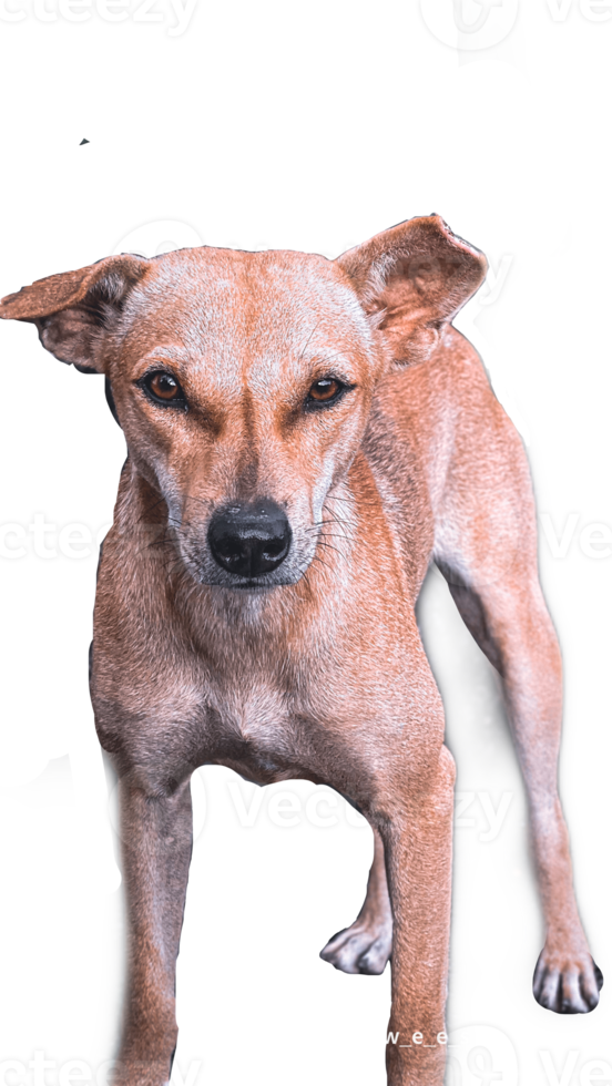 portret van een hond. png