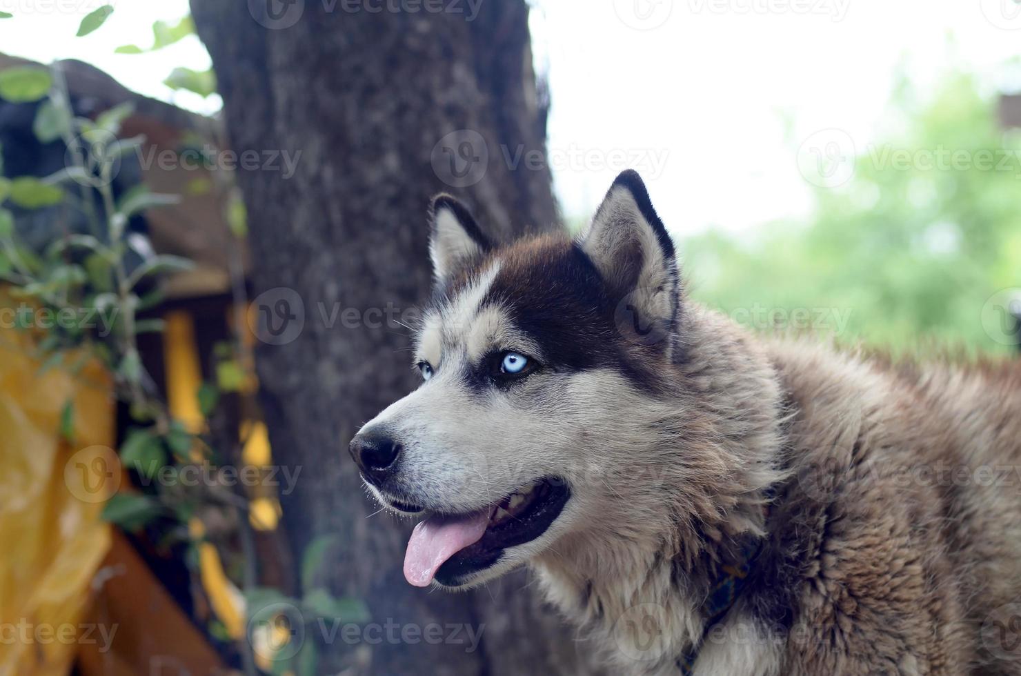 Arctic Malamute with blue eyes muzzle portrait close up. This is a fairly large dog native type photo