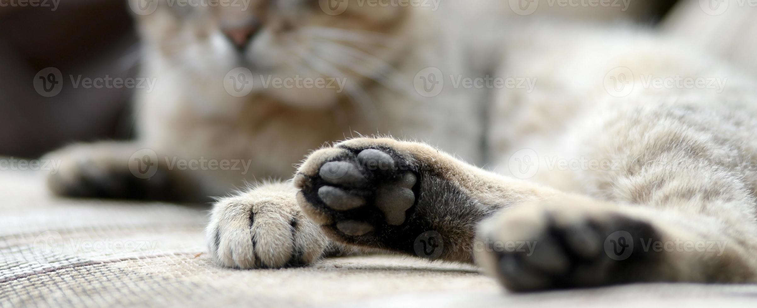Sad tabby cat lying on a soft sofa outdoors and resting with paw in focus photo