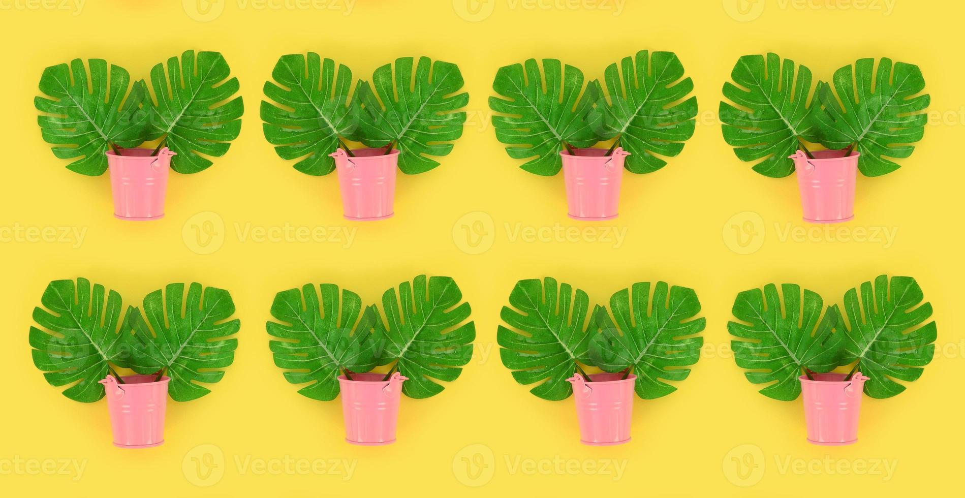 Tropical palm monstera leaves lies in a pastel pails on a colored background. Flat lay trendy minimal pattern. Top view photo