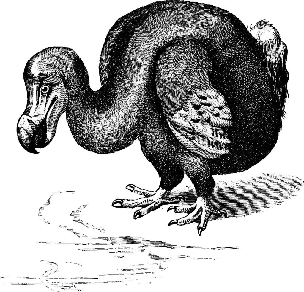 dodo, ilustración vintage. vector