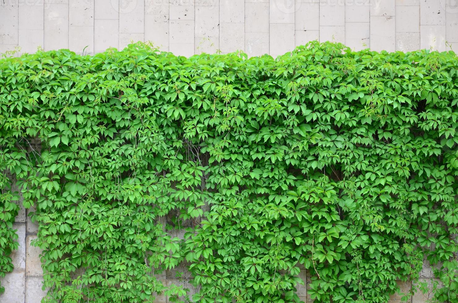 la hiedra verde crece a lo largo de la pared beige de azulejos pintados. textura de densos matorrales de hiedra silvestre foto