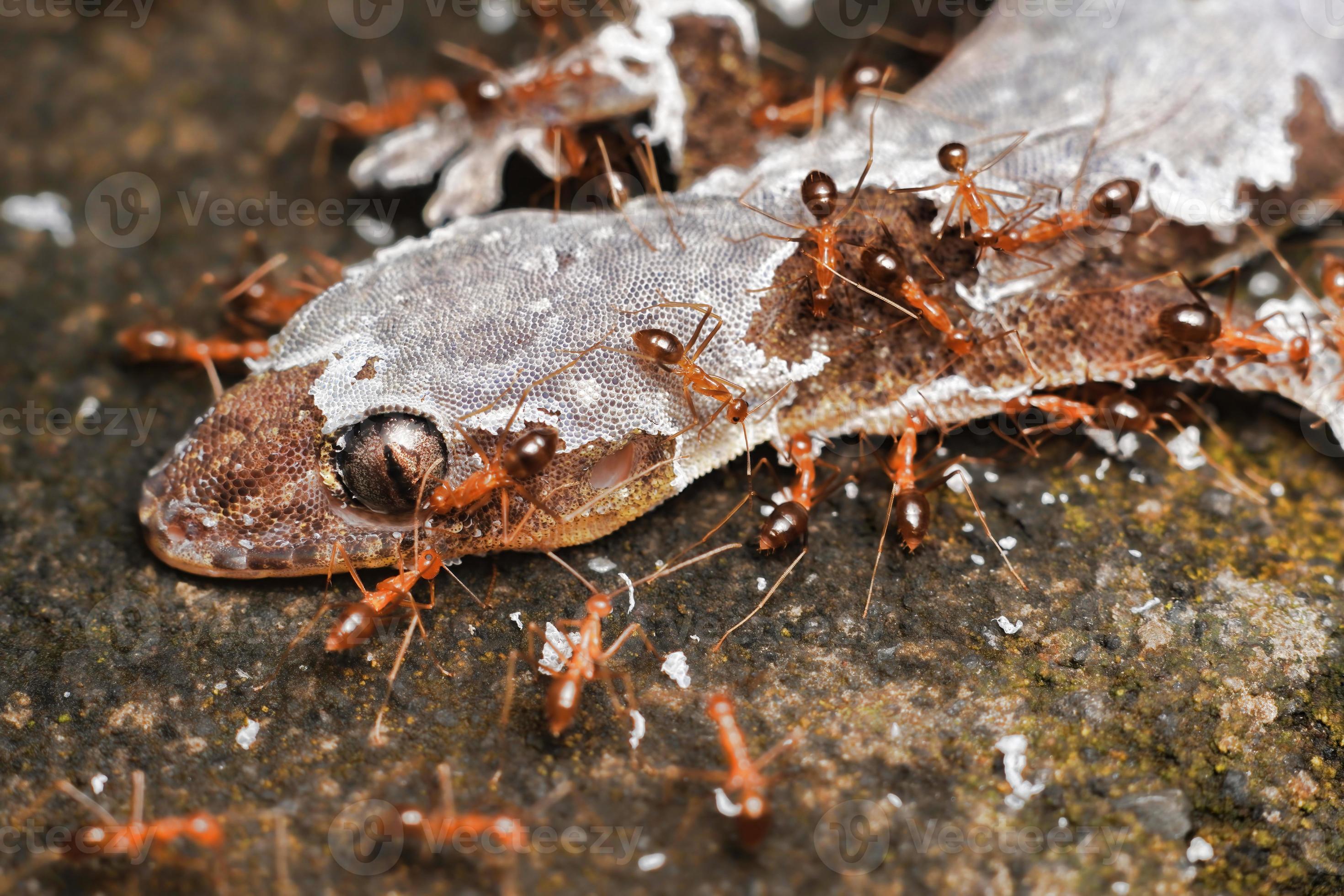Red Ants Eating Dead Lizard Body premium photo 13841053 Stock Photo at