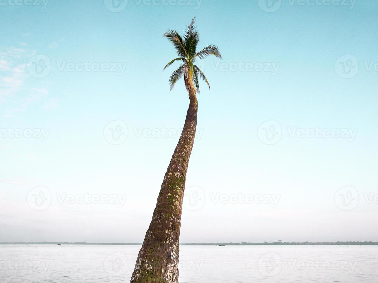 A single coconut tree by a wide river photo