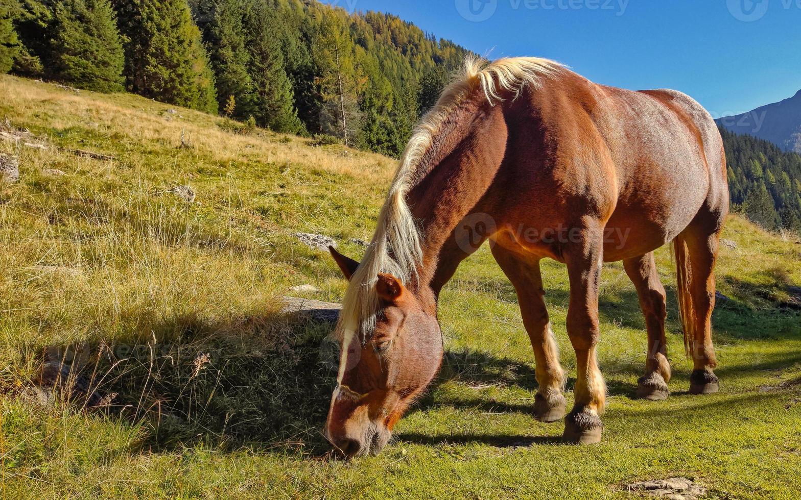 Horse grazing on a mountain meadow photo