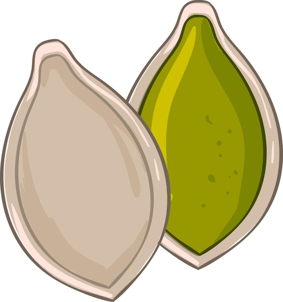 Open pumpkin seed, illustration, vector on white background