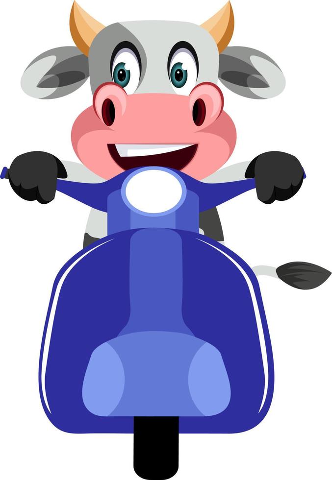 vaca en scooter, ilustración, vector sobre fondo blanco.