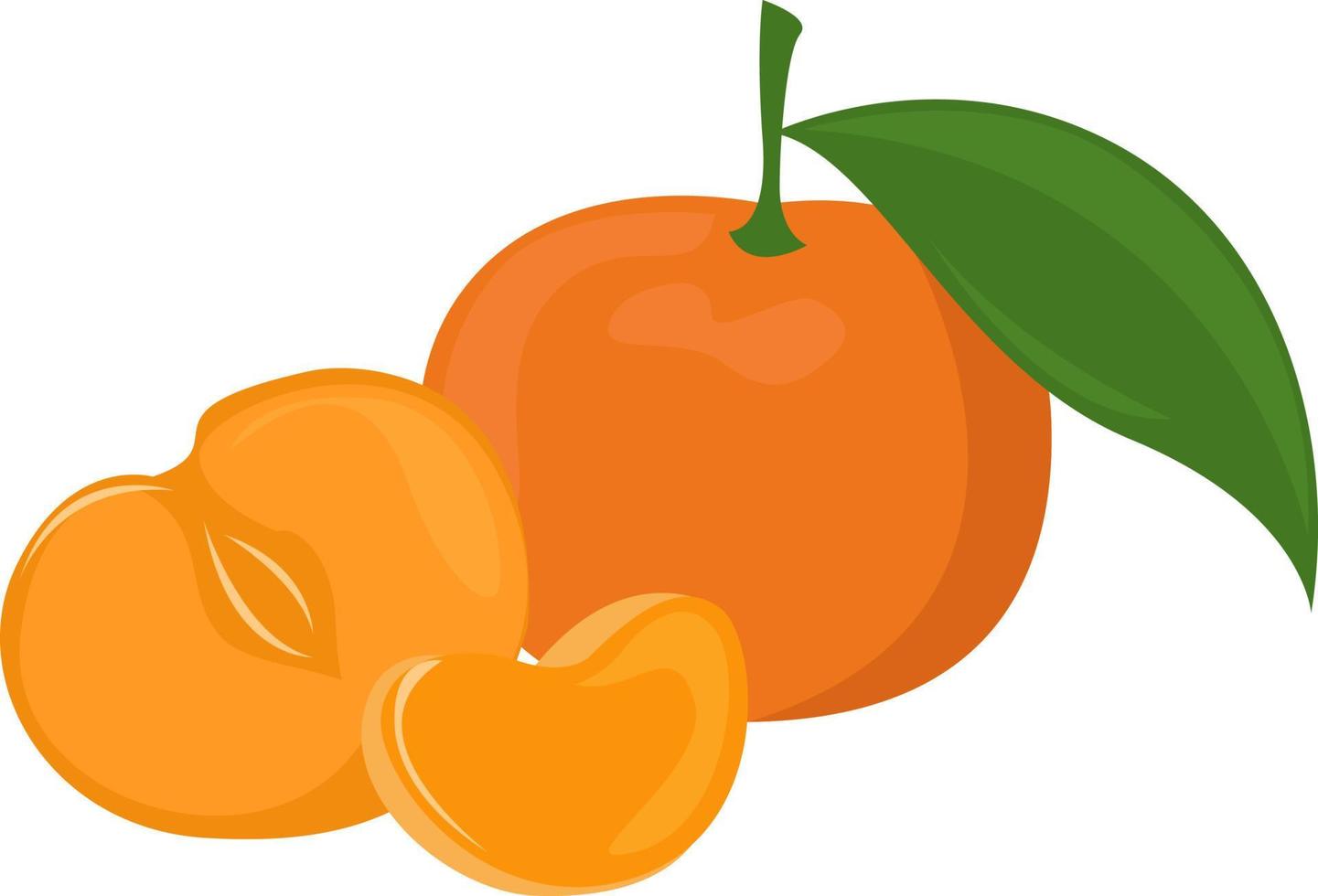 Fruta mandarina, ilustración, vector sobre fondo blanco.