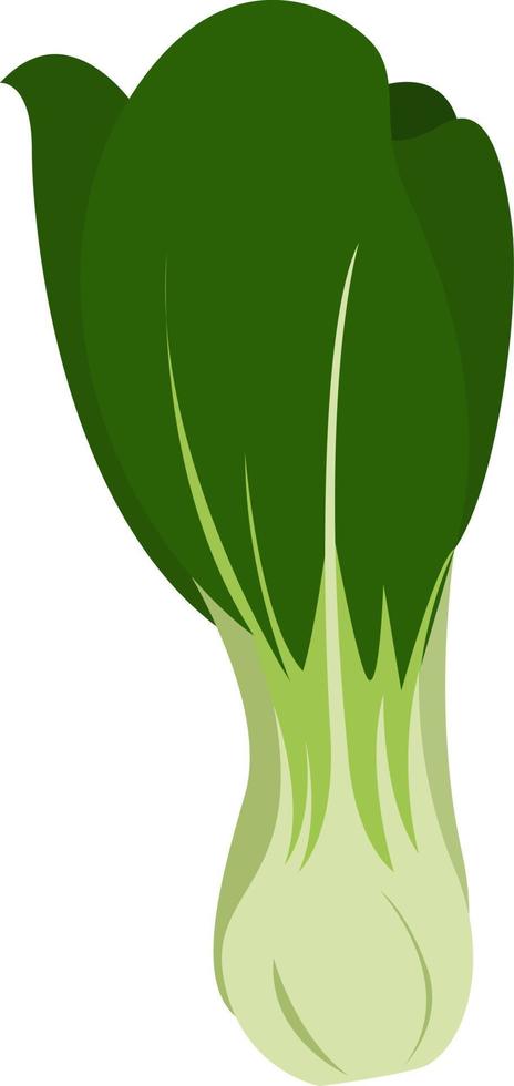 Bok choy, illustration, vector on white background.