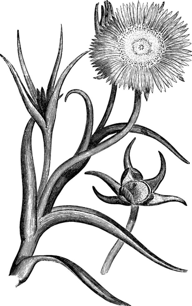 Flowering Branch and Immature Capsule of Mesembryanthemum Pugioniforme vintage illustration. vector