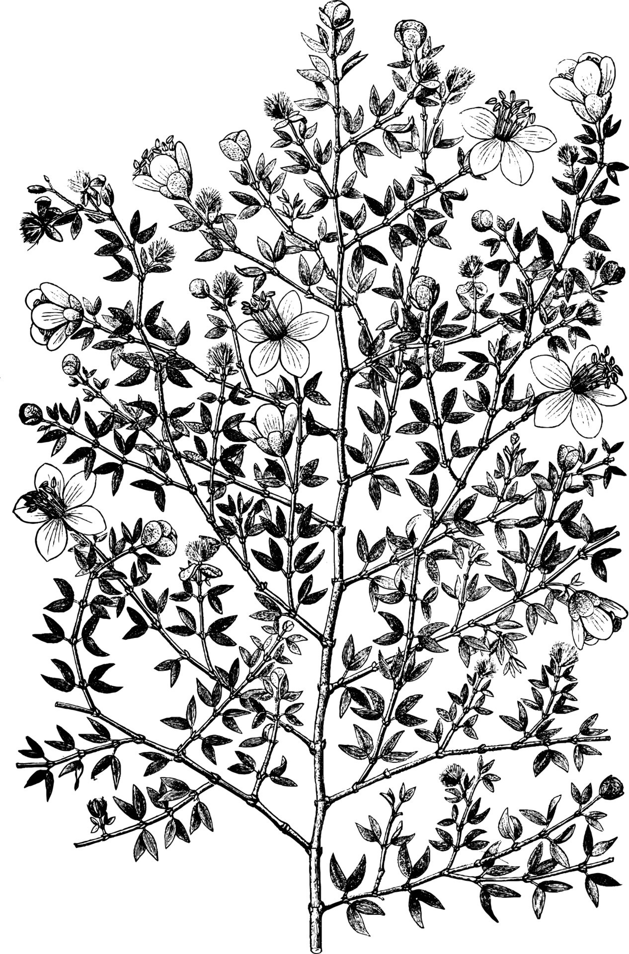 Creosote bush larrea mexicana vintage illustration. 13841752 Vector Art