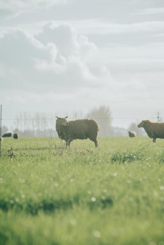 Sheep in the Field. photo