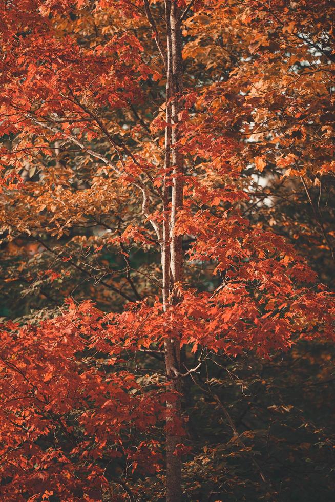 Fall Tree Colors. photo