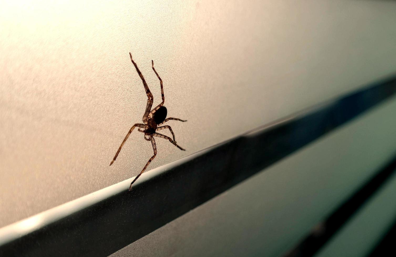 live spider crawling on window photo
