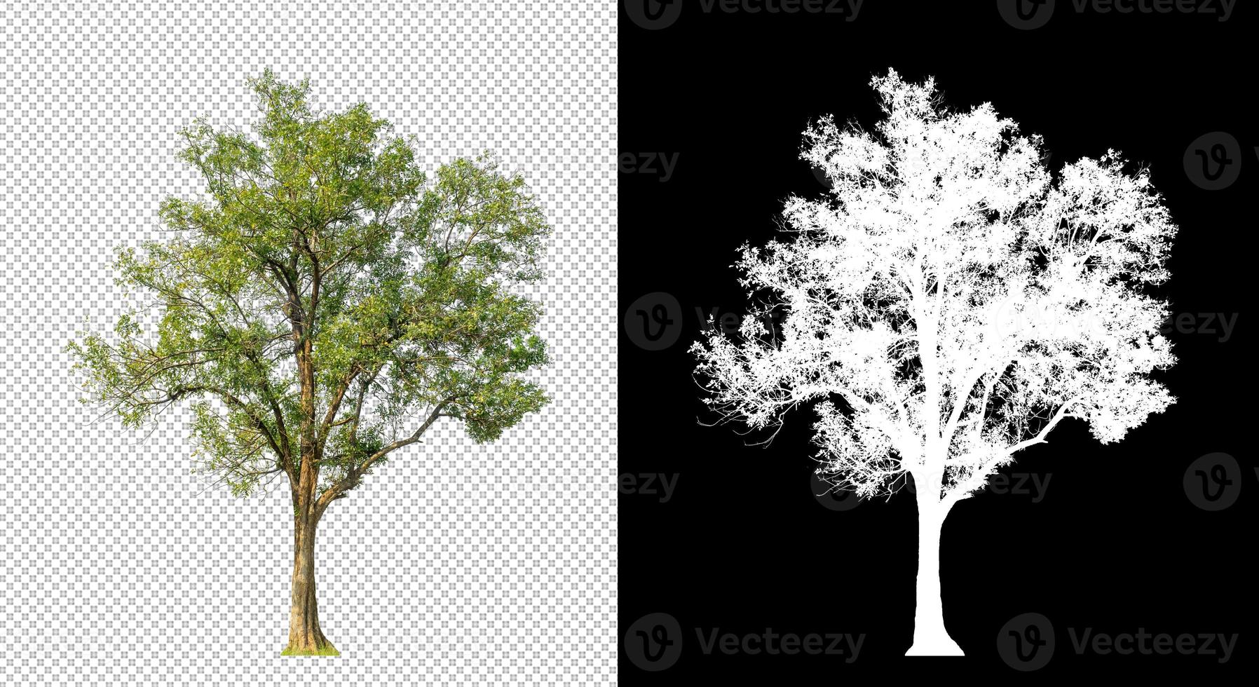 Tree on transparent picture background with clipping path, single tree with clipping path and alpha channel on black background photo