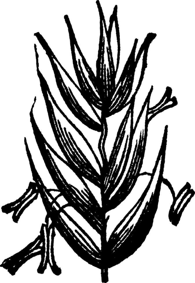 Perennial Rye Grass vintage illustration. vector