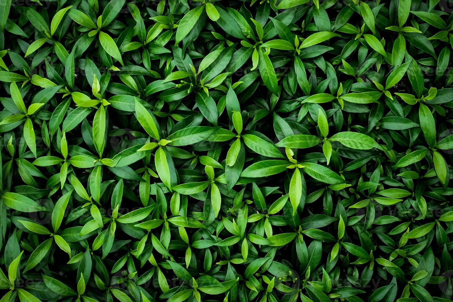 Nature background image concept. white frame and leaves in nature for background photo