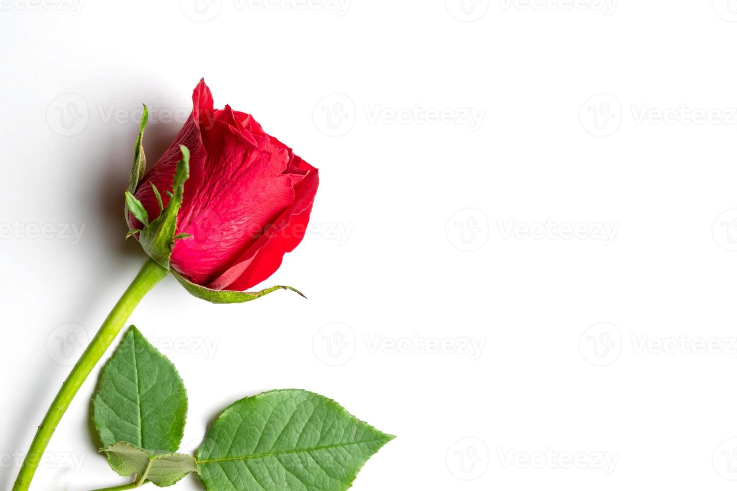 ingle red rose on white background with copy psace. Floral frame. Blooming flower, greeting card photo