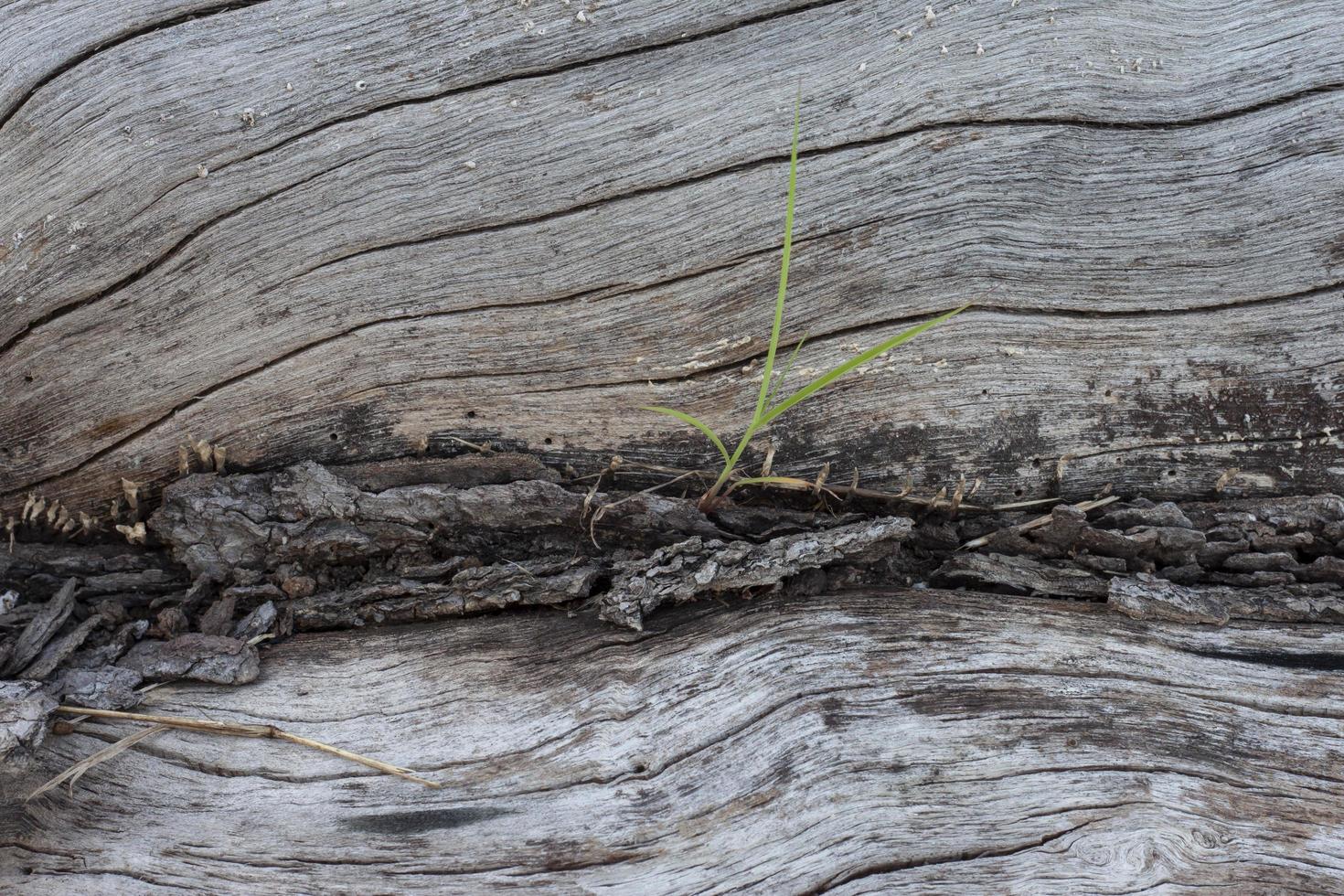 hierba verde que crece a través de grietas de grandes árboles secos. foto