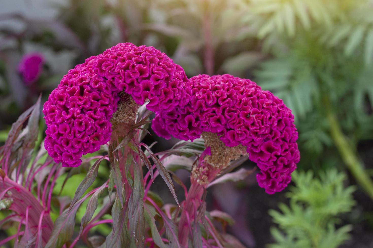 Pink Celosia Plumosa, Castle Series, cockscomb or hornbill with sunlight in the garden on blur nature background. photo