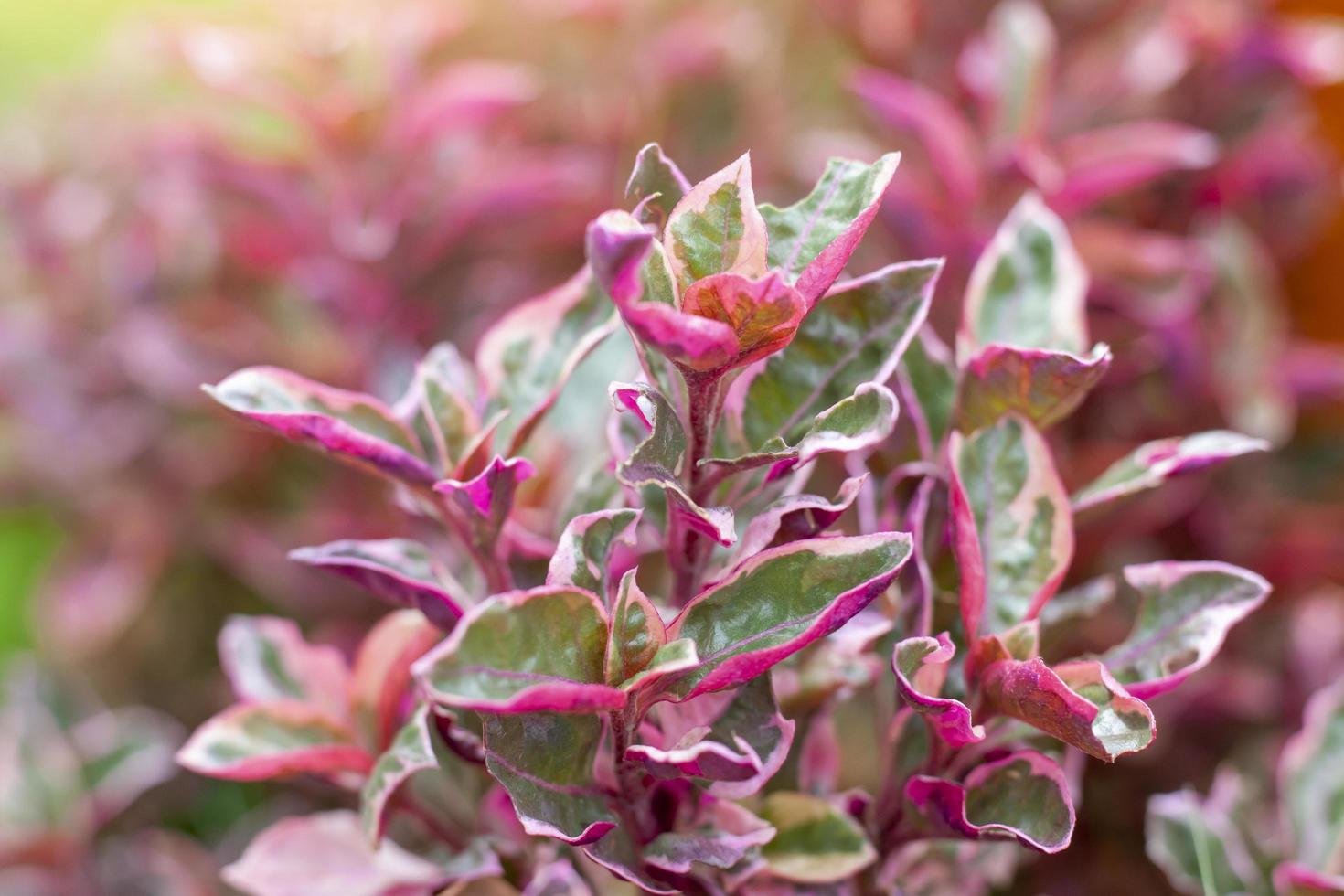 Pink Calico plant or Alternanthera with sunlight in the garden. photo