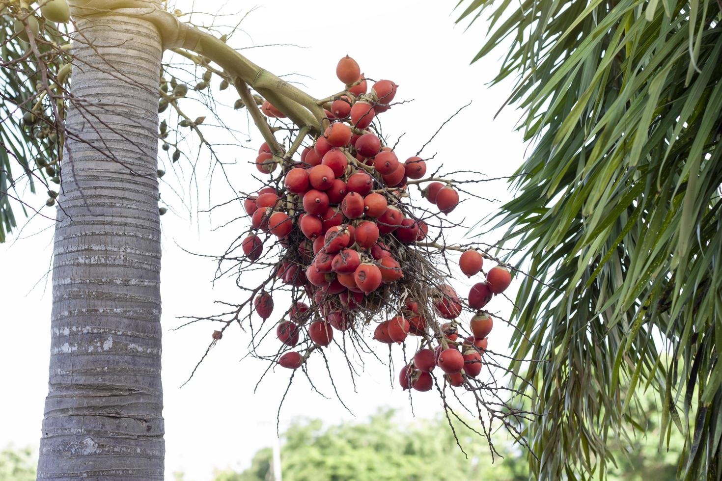 Red betel palm or betel nut on tree with sunlight on nature background. photo