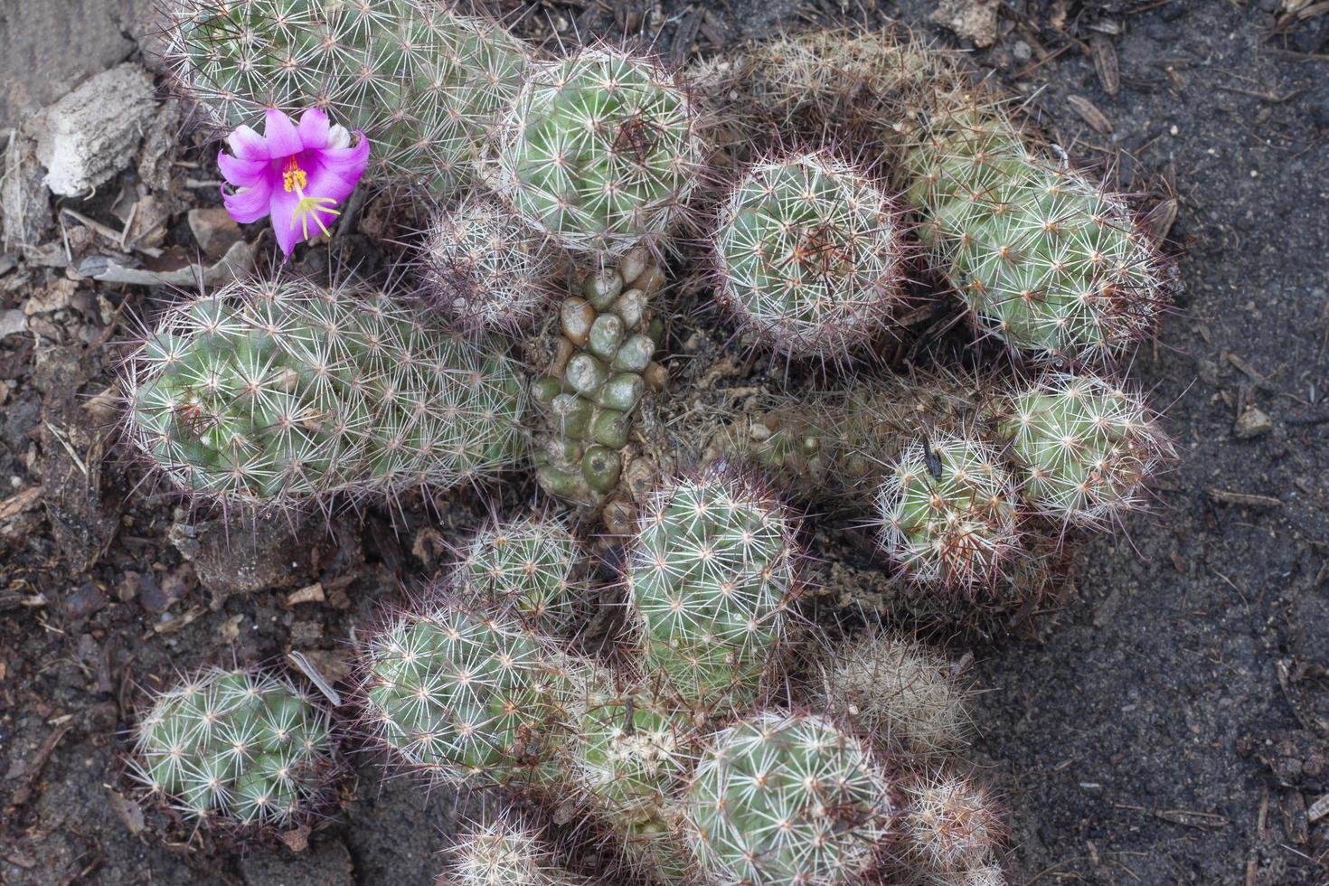 Top view of Cactus or Mammillaria scrippsiana with purple flower in pot. photo