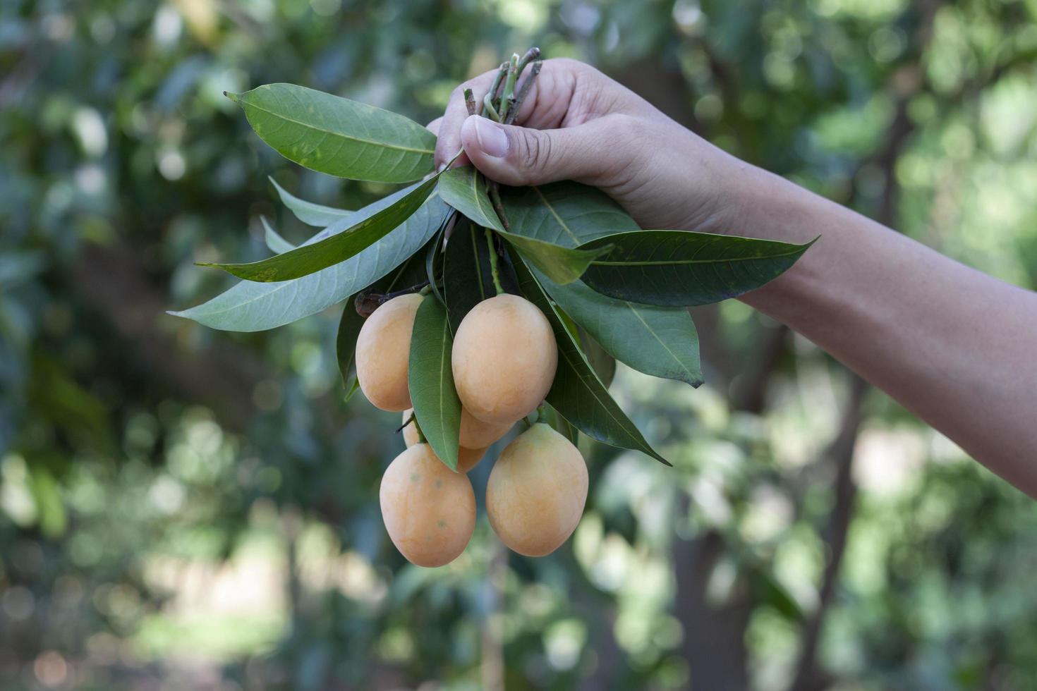 mano de agricultor sosteniendo un montón de ciruela mariana amarilla dulce o mango de ciruela en el jardín sobre un fondo natural borroso. foto