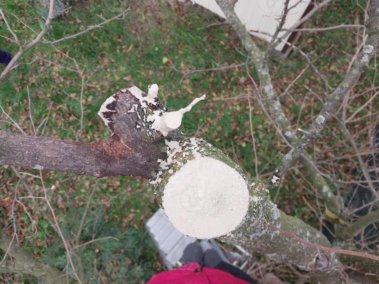 Autumn pruning and painting of trees in the garden photo
