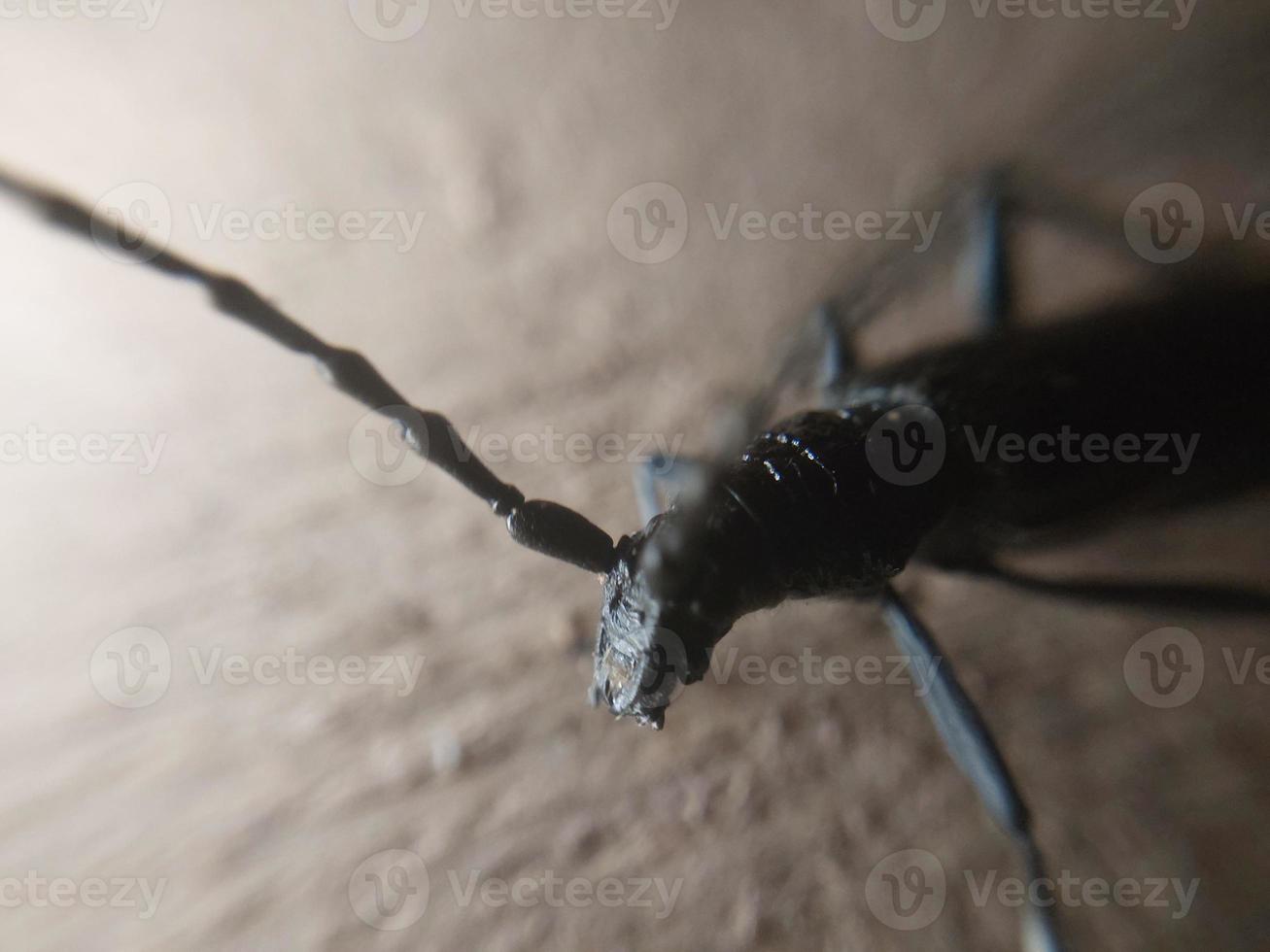 A beetle with a large mustache crawls through the wood photo