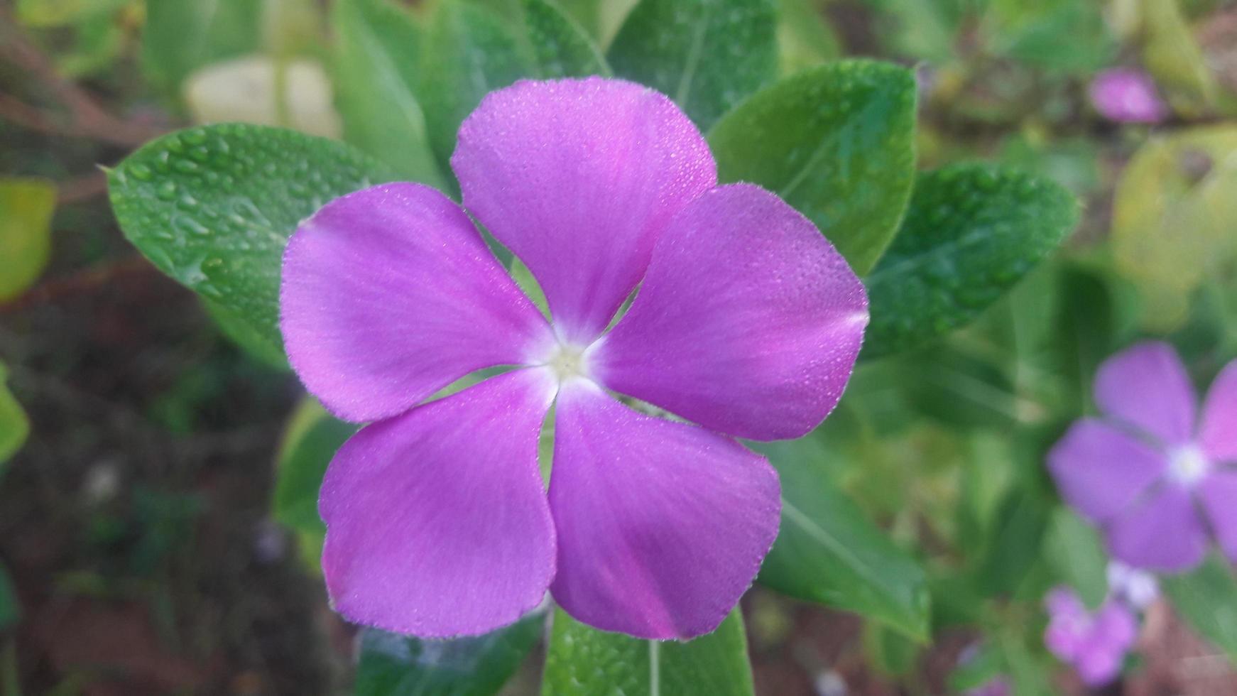 madagascar periwinkle flower on a plant photo