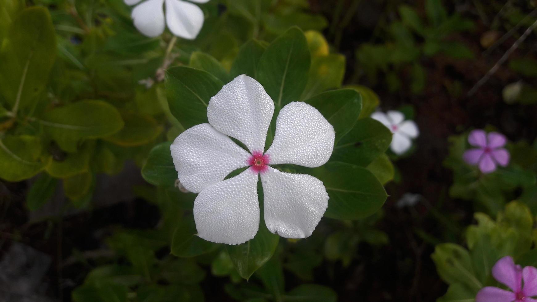 madagascar periwinkle flower on a plant photo
