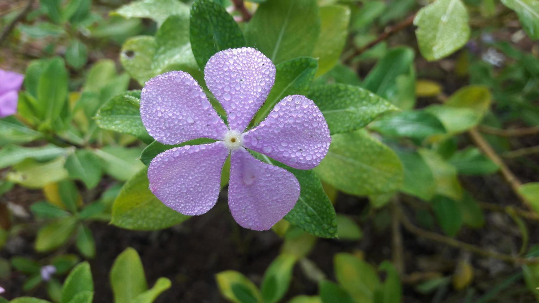 madagascar periwinkle flower on a plant photo