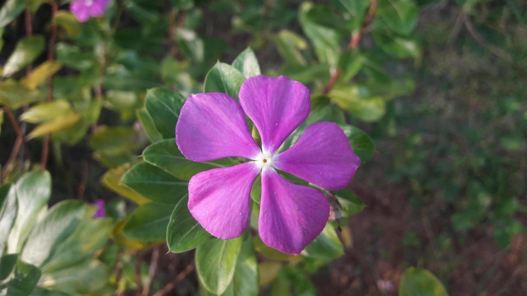 madagascar periwinkle flower on a plant photo