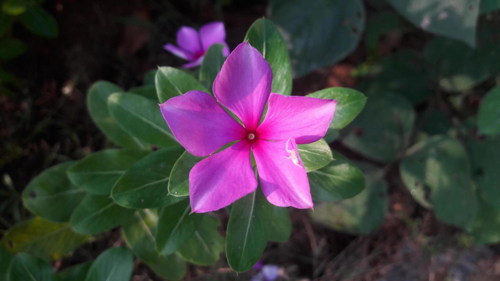 madagascar periwinkle flower on a plant photo