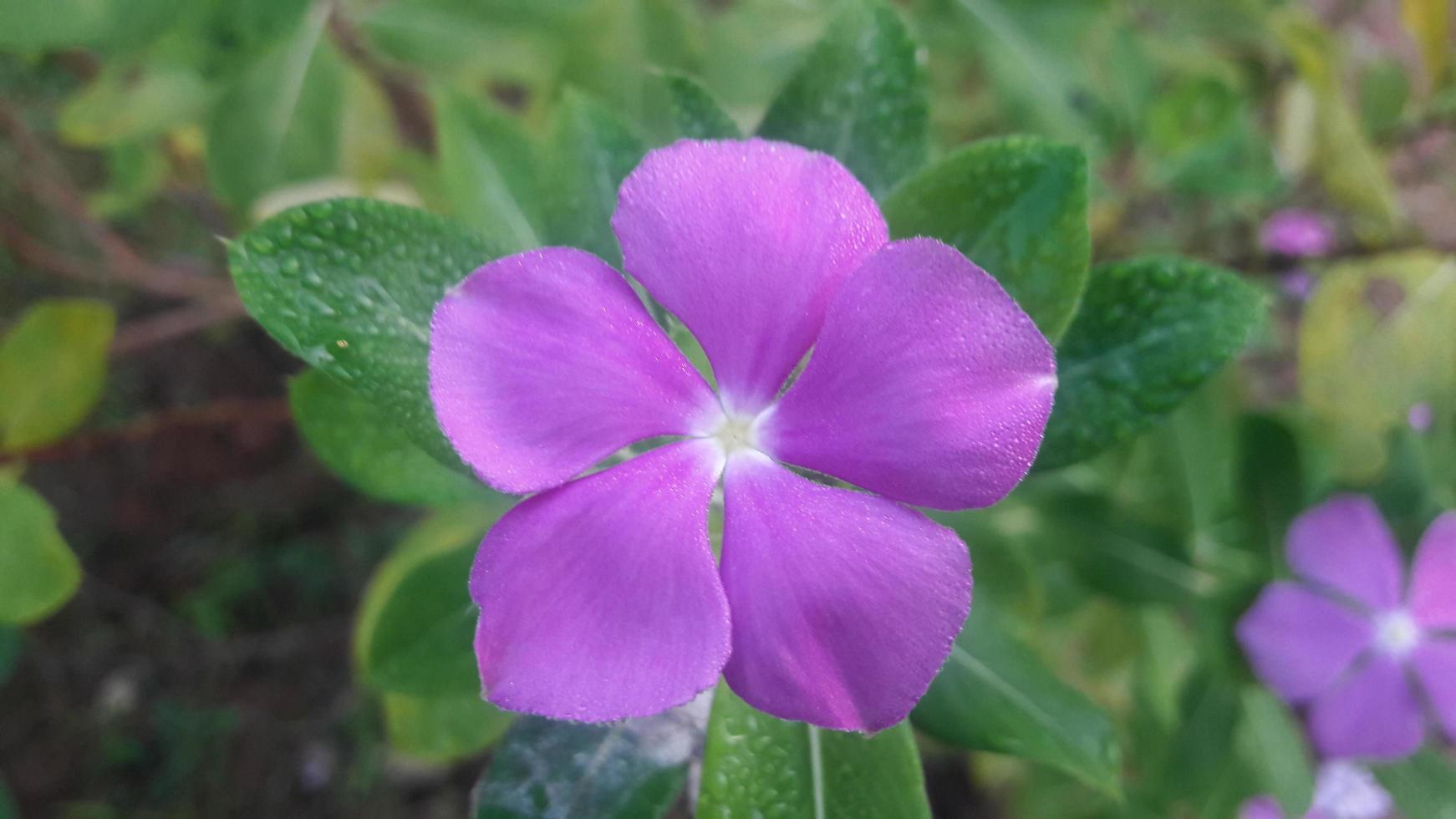 madagascar periwinkle flower on a plant photo