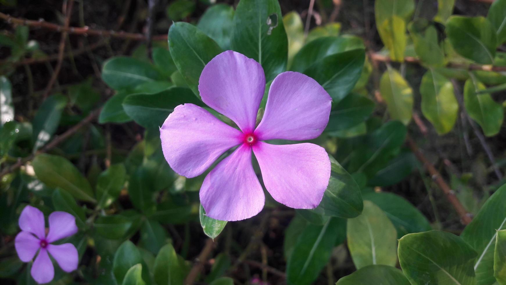 madagascar periwinkle flower on a plant photo