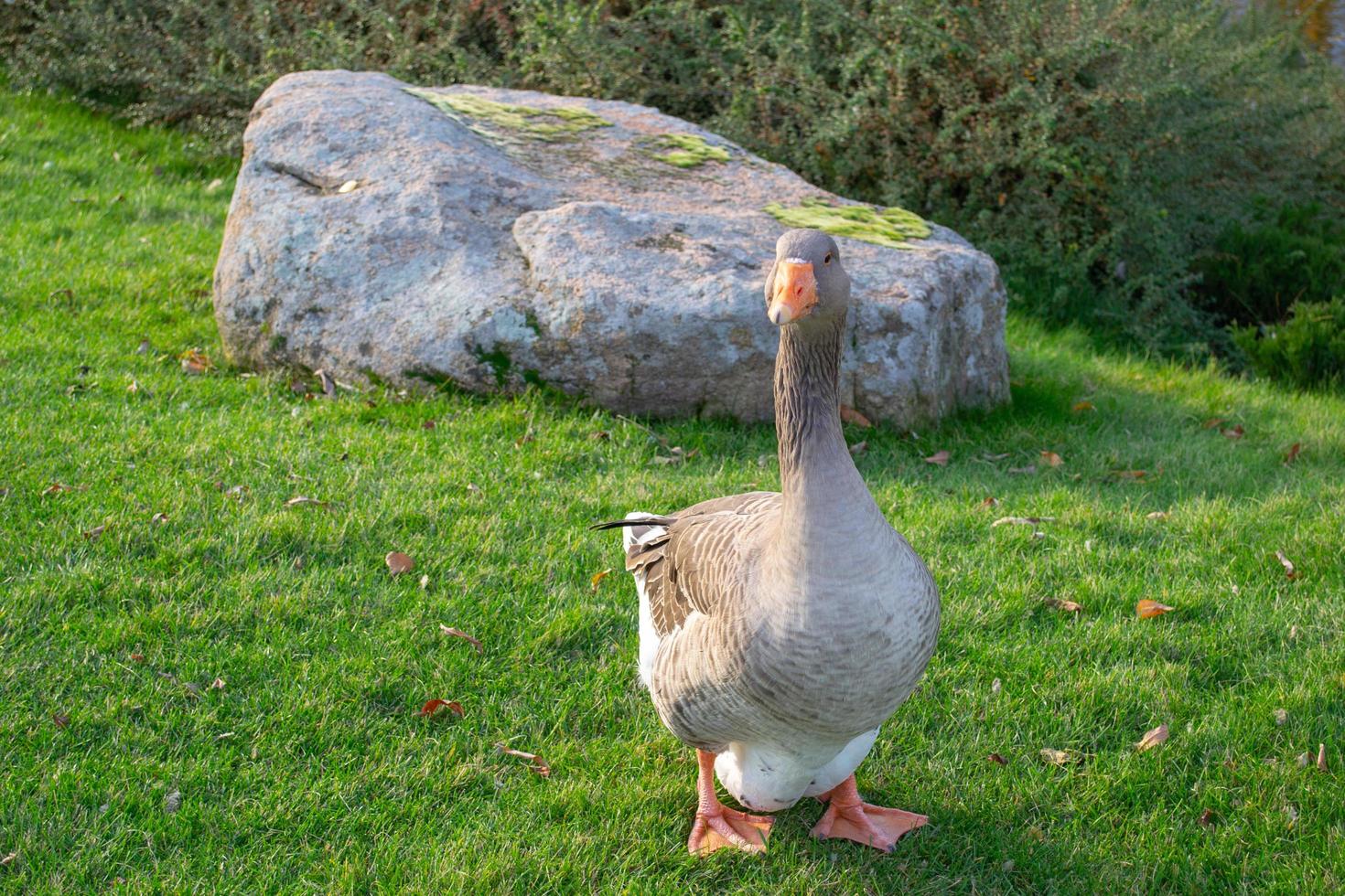 Wild domestic grey  geese with orange beak and orange legs photo