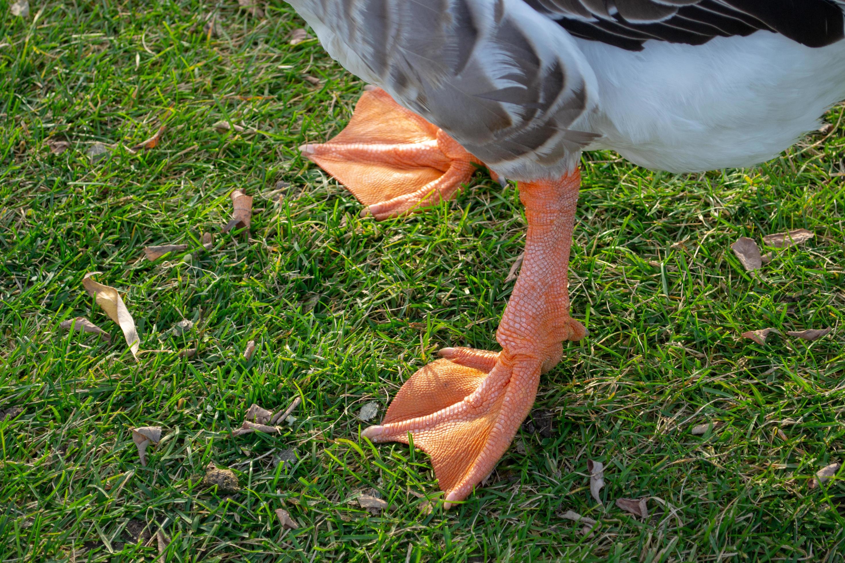Geese pews wild domestic grey geese with orange beak and orange legs