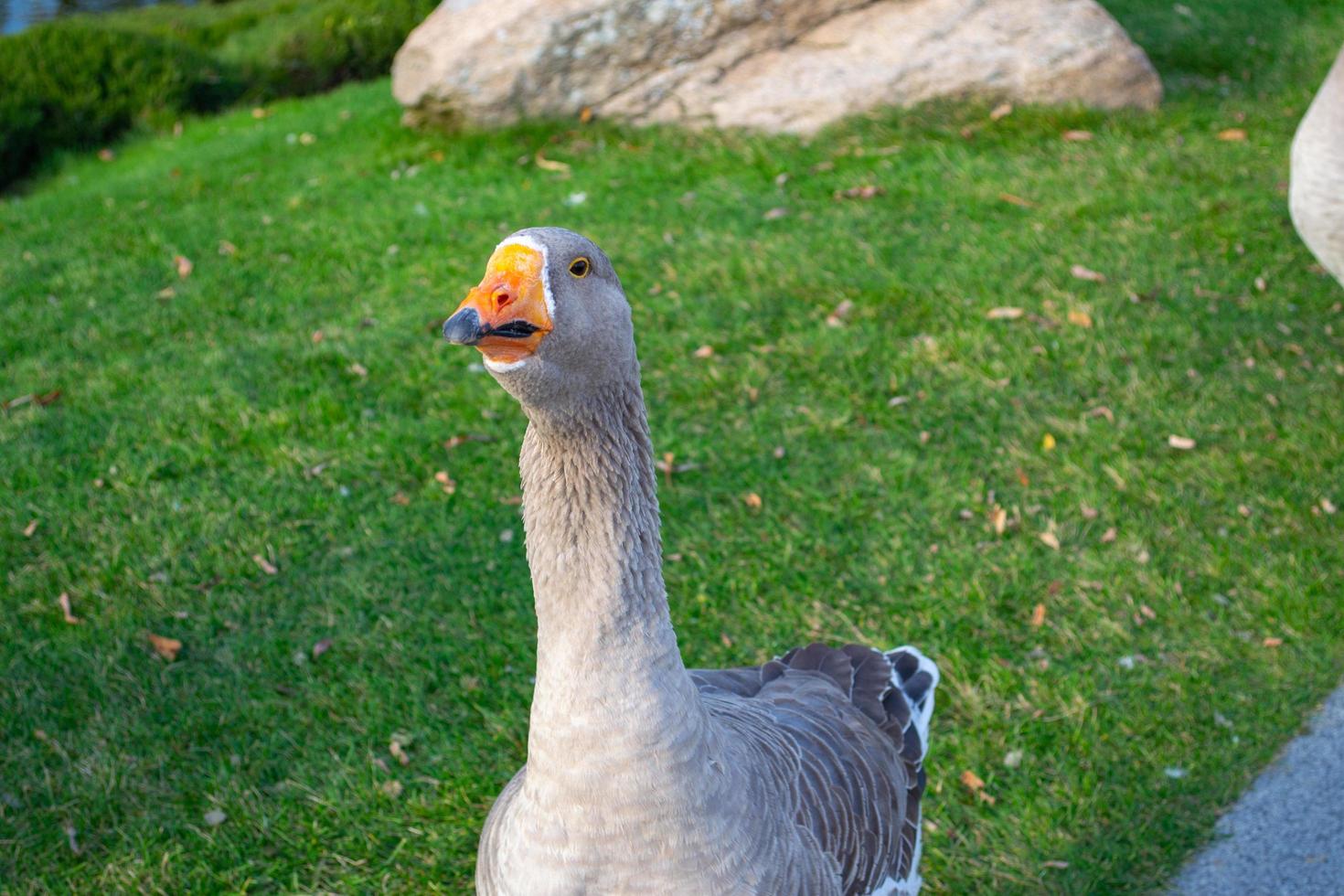 Wild domestic grey  geese with orange beak and orange legs photo