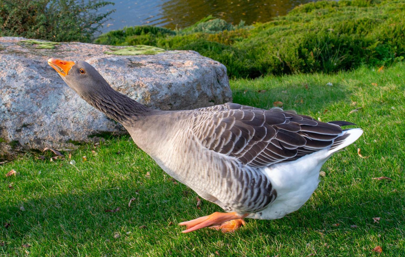 Wild domestic grey  geese with orange beak and orange legs photo