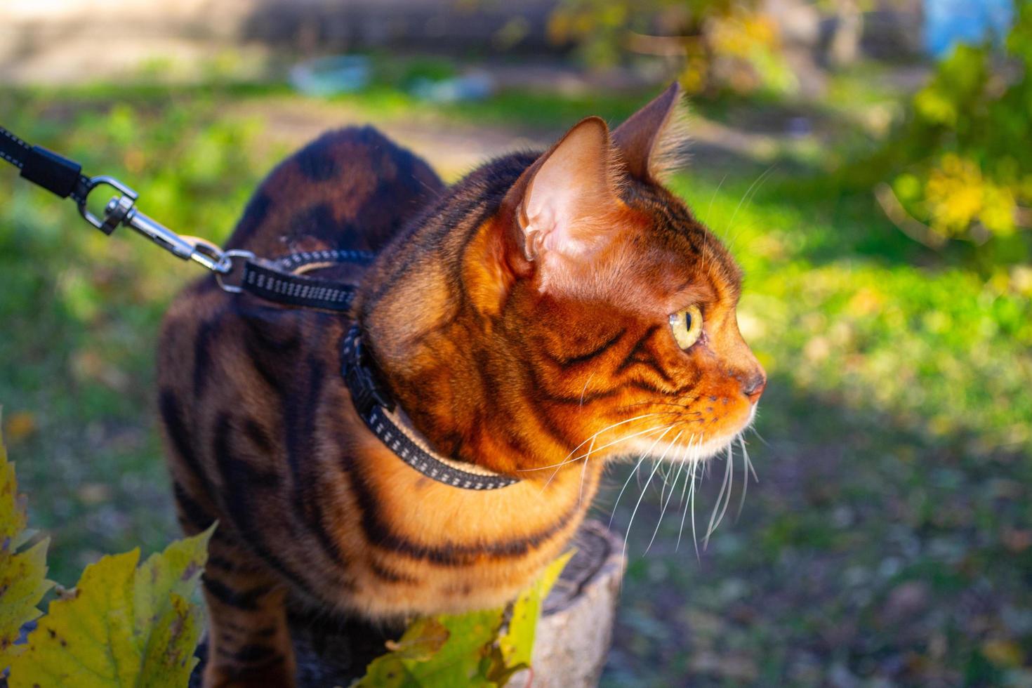 joven y hermoso gato bengalí en un paseo otoñal entre el follaje amarillo otoñal foto