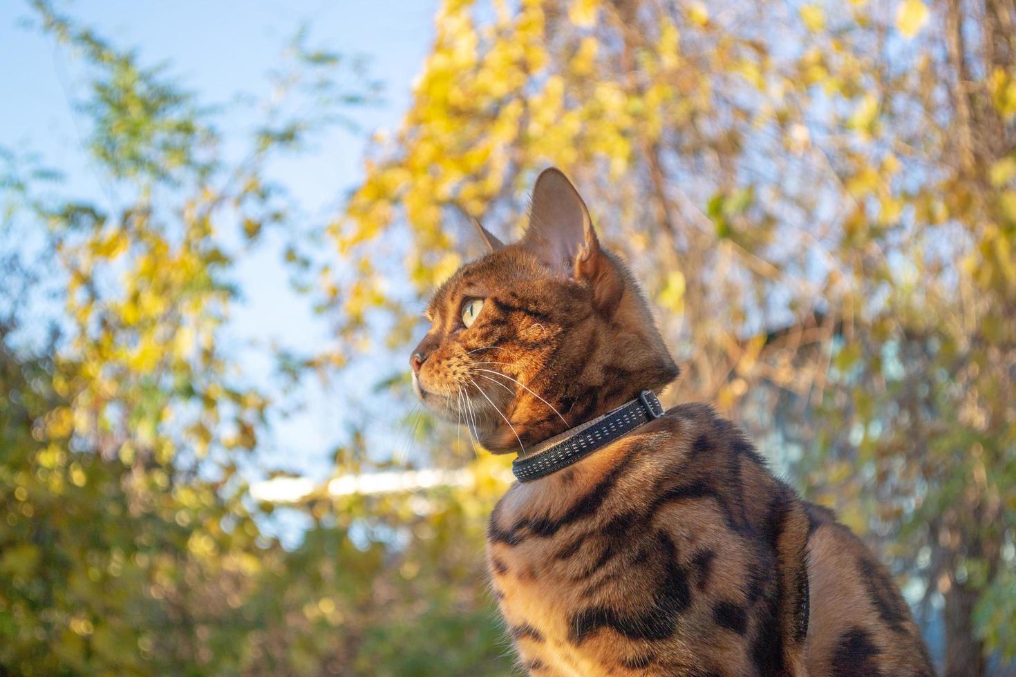 Young beautiful Bengal cat on an autumn walk among the yellow autumn foliage photo